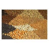 Manufacturers Exporters and Wholesale Suppliers of Agriculture Seeds bhadoi Uttar Pradesh